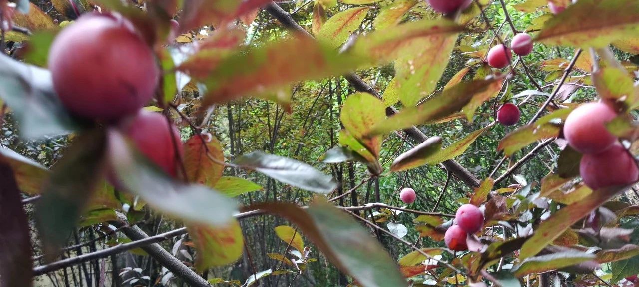 營(yíng)造一方詩(shī)意院子，享受恬靜閑趣生活