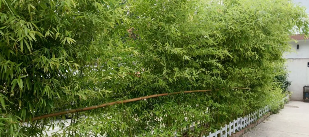 竹林深處是吾家